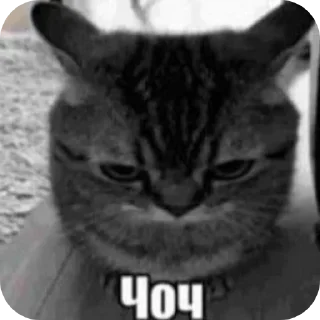 🐱 emoji мем Telegram sticker 12 of 18