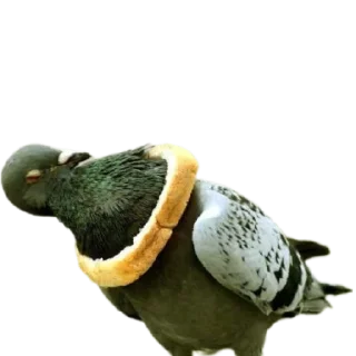 Sticker from Мем