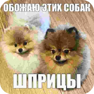 🖼 emoji мем Telegram sticker 10 of 18