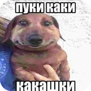 🐶 emoji мем Telegram sticker 14 of 18