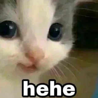 😋 emoji Kitty Time 😼 by @wostickers Telegram sticker 15 of 27