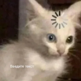 🫥 emoji Kitty Time 😼 by @wostickers Telegram sticker 18 of 27