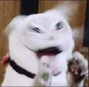 😹 emoji r u okay Telegram sticker 9 of 36