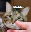 🙈 emoji r u okay Telegram sticker 8 of 36