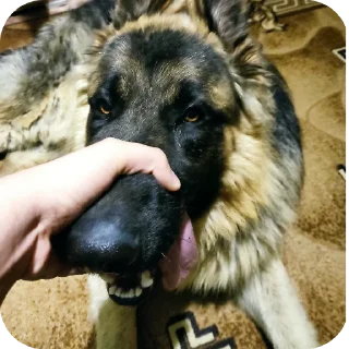 🐶 emoji Хуй хуй Telegram sticker 10 of 20