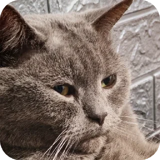 🐱 emoji Хуй хуй Telegram sticker 14 of 20