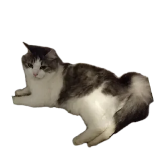 🐱 emoji Хуй хуй Telegram sticker 6 of 20