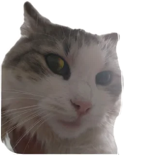 🐱 emoji Хуй хуй Telegram sticker 1 of 20