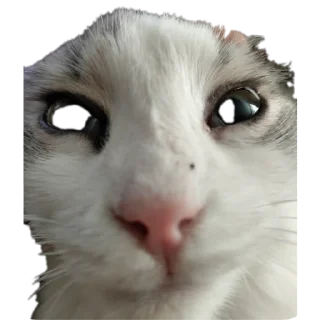 🐱 emoji Хуй хуй Telegram sticker 7 of 20