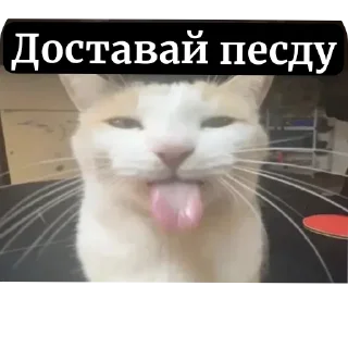 🐱 emoji Хуй хуй Telegram sticker 8 of 20