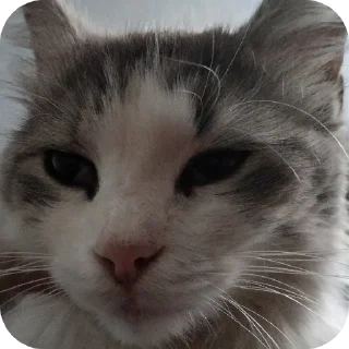 🐱 emoji Хуй хуй Telegram sticker 11 of 20
