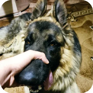 🐶 emoji Хуй хуй Telegram sticker 12 of 20