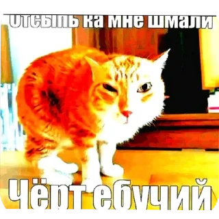 🐱 emoji Хуй хуй Telegram sticker 17 of 20