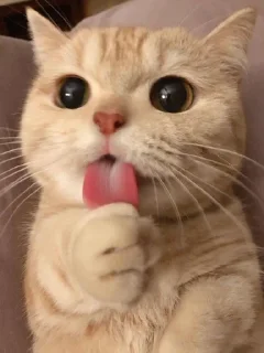 🌟 emoji Cute Japan Cat by @aut0mania Telegram sticker 5 of 11
