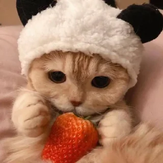 🌟 emoji Cute Japan Cat by @aut0mania Telegram sticker 4 of 11