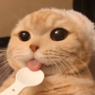 🌟 emoji Cute Japan Cat by @aut0mania Telegram sticker 2 of 11