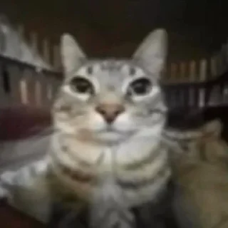 Sticker from Котятки