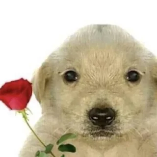 🌹 emoji doggy Telegram sticker 9 of 20