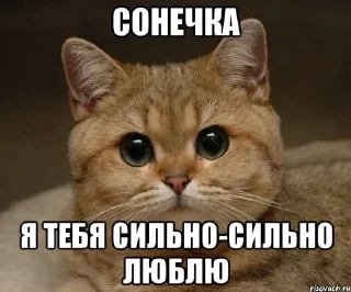 Sticker from Люблю тебя