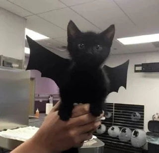 🦇 emoji коты Telegram sticker 15 of 38