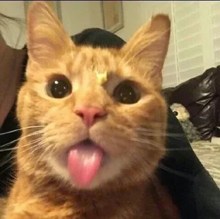 😜 emoji коты Telegram sticker 8 of 38