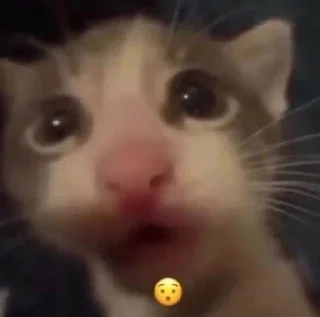 😯 emoji коты Telegram sticker 6 of 38