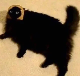 😞 emoji коты Telegram sticker 21 of 38