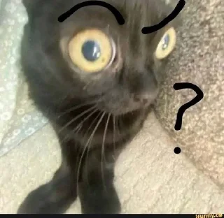 🤨 emoji коты Telegram sticker 14 of 38