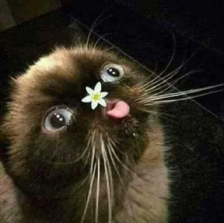 😛 emoji коты Telegram sticker 19 of 38