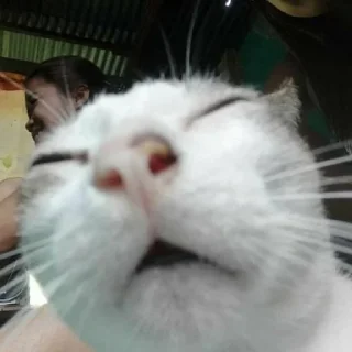 😮‍💨 emoji коты Telegram sticker 7 of 38