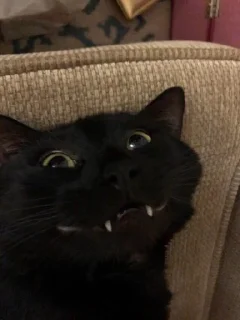 😁 emoji коты Telegram sticker 5 of 38