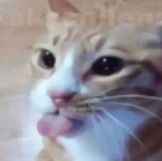 Sticker from meow