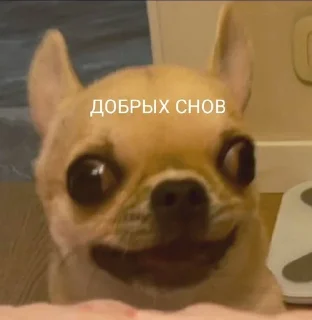 Sticker from Собаки Настюшки :>