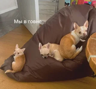 Sticker from Собаки Настюшки :>