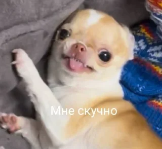 Sticker from Собаки Настюшки :>