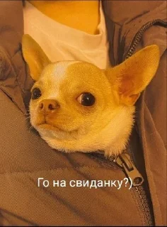 Sticker from Собаки Настюшки :>