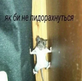 Sticker from AVSH meme @TgEmodziBot