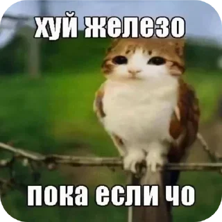 🥭 emoji БОЛЬШЕ ⇨ @FULLSITION Telegram sticker 17 of 68