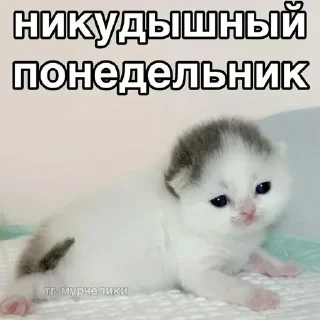 🐱 emoji БОЛЬШЕ ⇨ @CLOOBHUB Telegram sticker 13 of 109