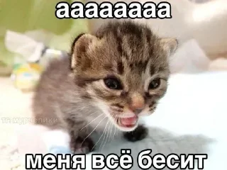 🐱 emoji БОЛЬШЕ ⇨ @CLOOBHUB Telegram sticker 12 of 109