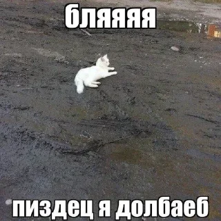 🐱 emoji БОЛЬШЕ ⇨ @CLOOBHUB Telegram sticker 14 of 109
