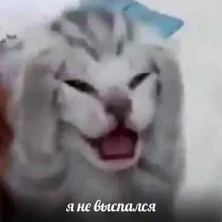 Sticker from ПопА😋
