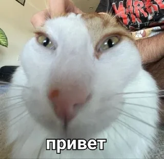 👽 emoji Пак от Госта Telegram sticker 12 of 87