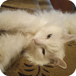 🐱 emoji Стикеры 3 от @AlexNhc Telegram sticker 18 of 120
