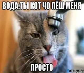 🐈 emoji Стикеры для тру гэнгста щит маза фака Telegram sticker 20 of 60
