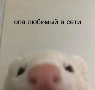Sticker from пикчи