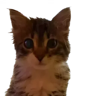 крутые коты • @STIKmew sticker 3