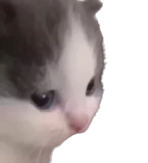крутые коты • @STIKmew sticker 4