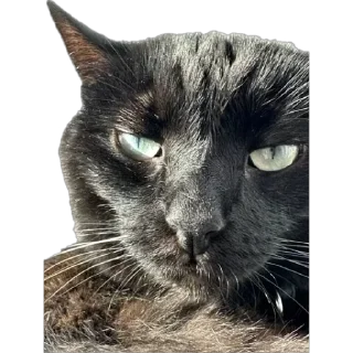 Sticker from Cattssss