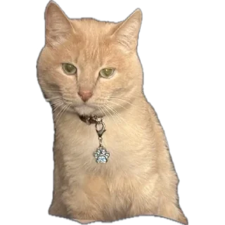 Sticker from Cattssss